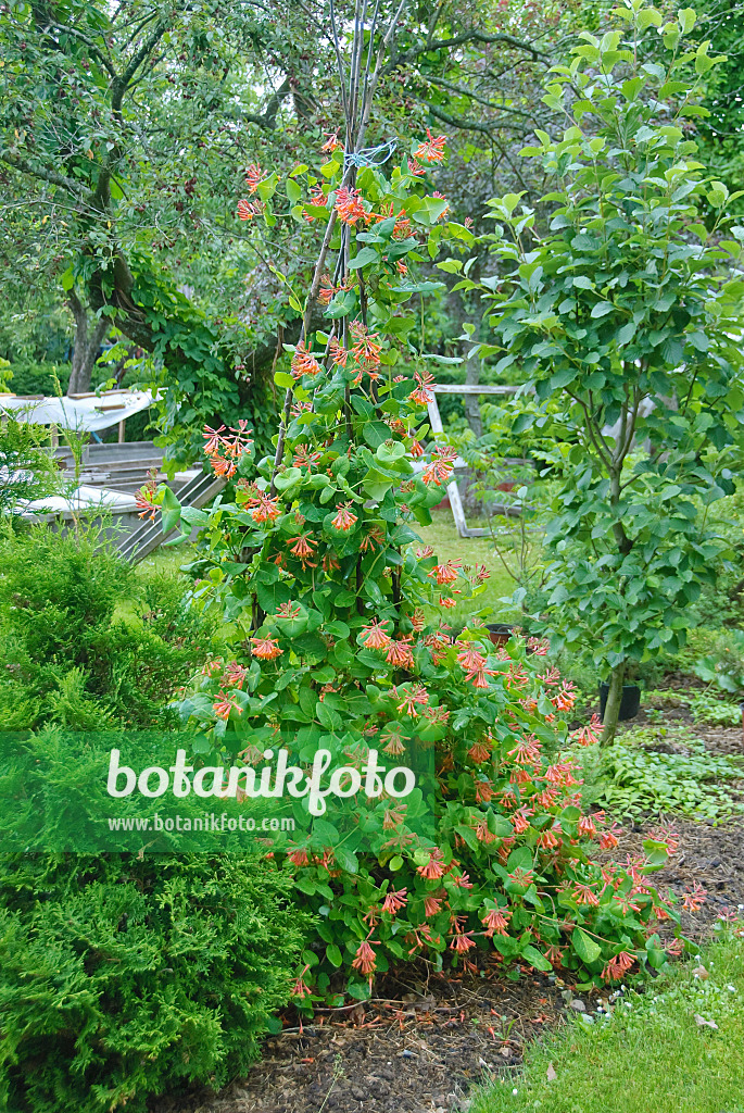 502250 - Honeysuckle (Lonicera x brownii 'Dropmore Scarlet')