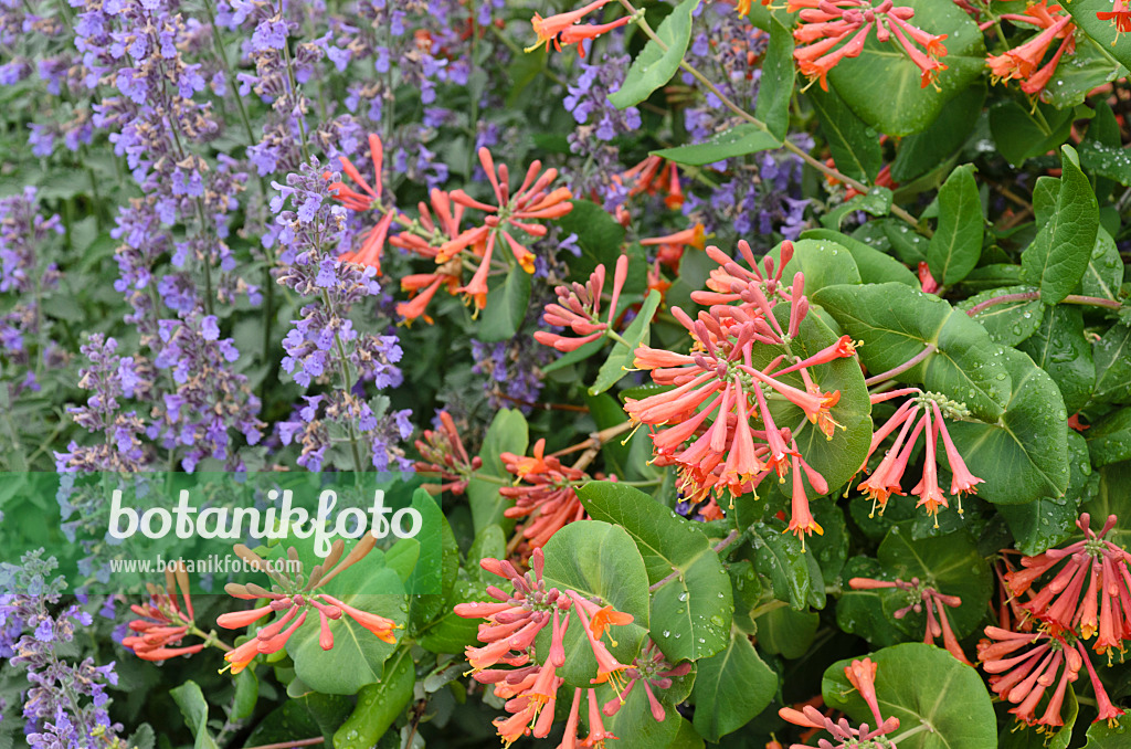 508220 - Honeysuckle (Lonicera) and catmint (Nepeta)