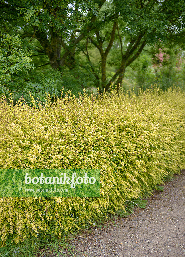 547168 - Honeysuckle (Lonicera nitida 'Baggensen's Gold')