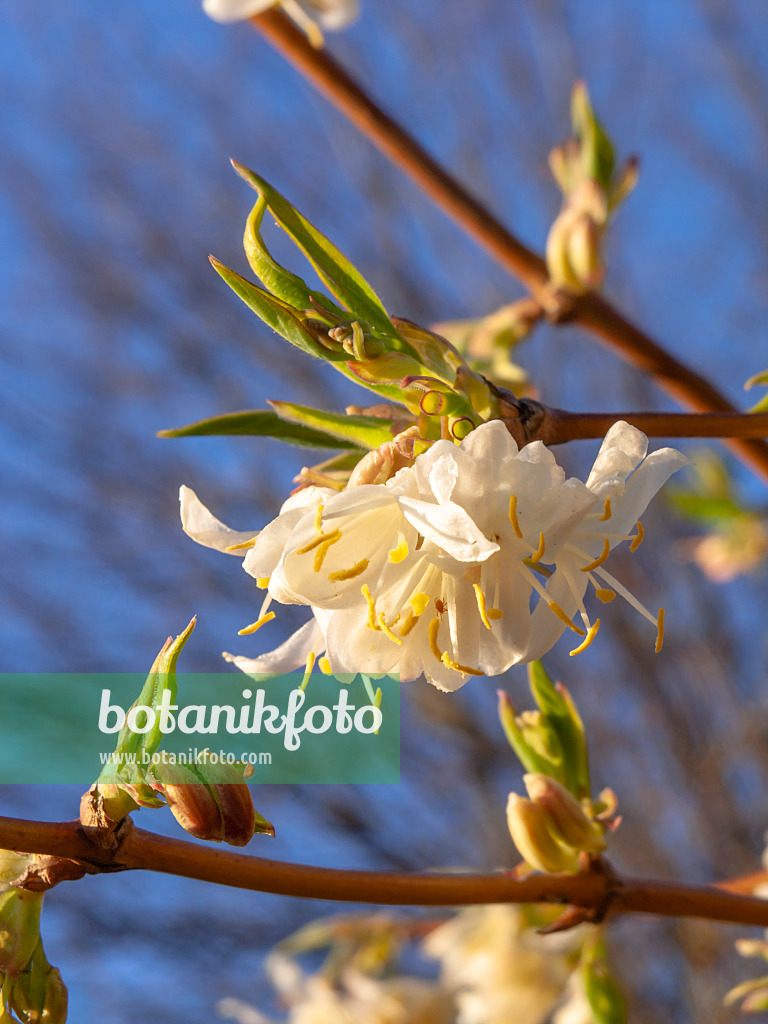 424005 - Honeysuckle (Lonicera x purpusii)