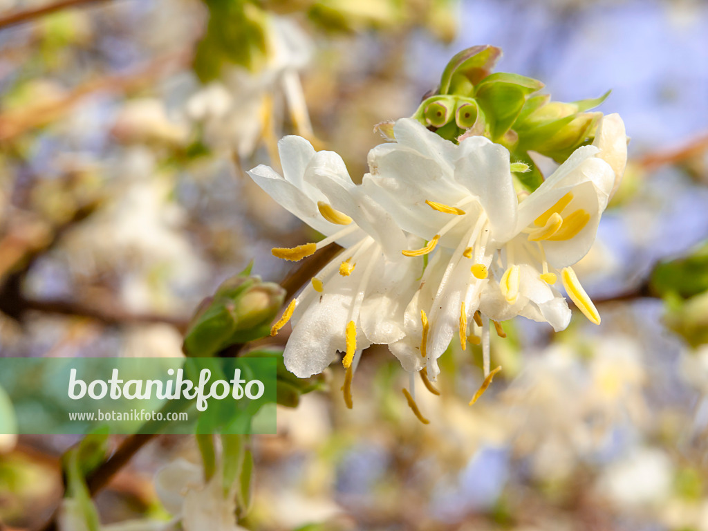 445023 - Honeysuckle (Lonicera x purpusii)