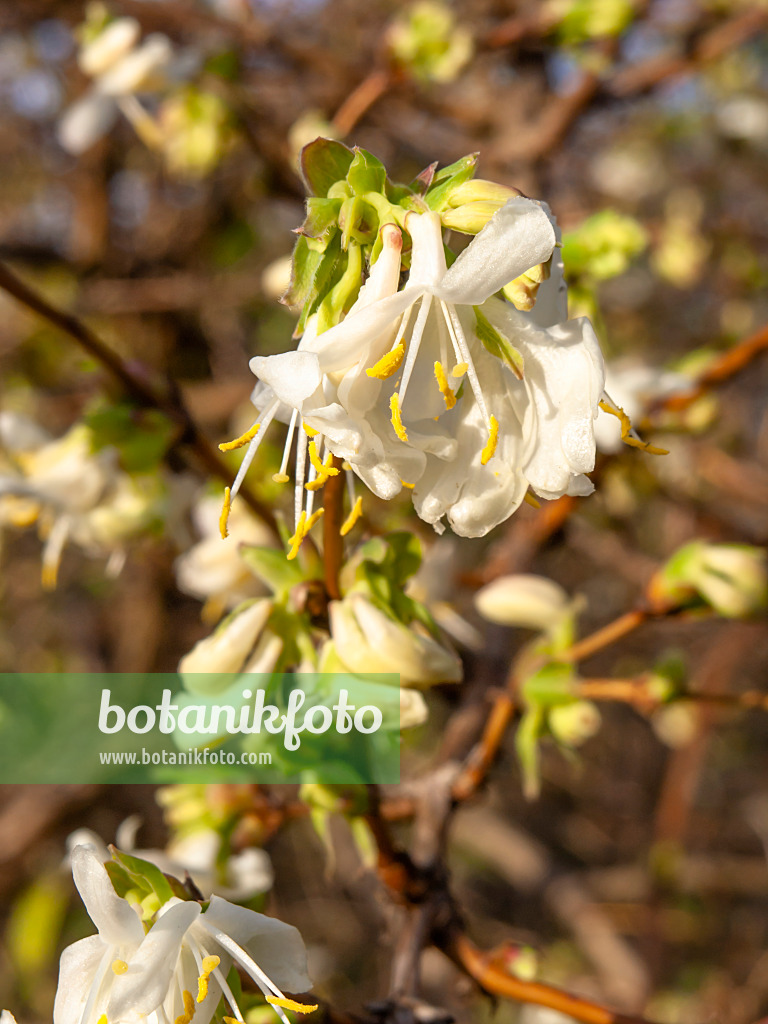 445025 - Honeysuckle (Lonicera x purpusii)