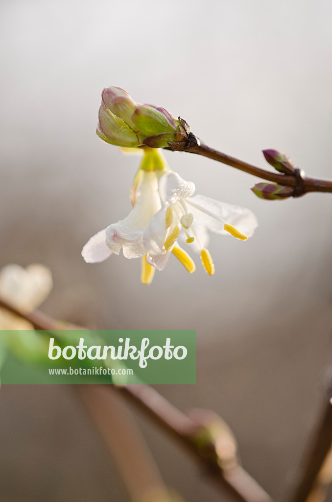 528020 - Honeysuckle (Lonicera x purpusii)