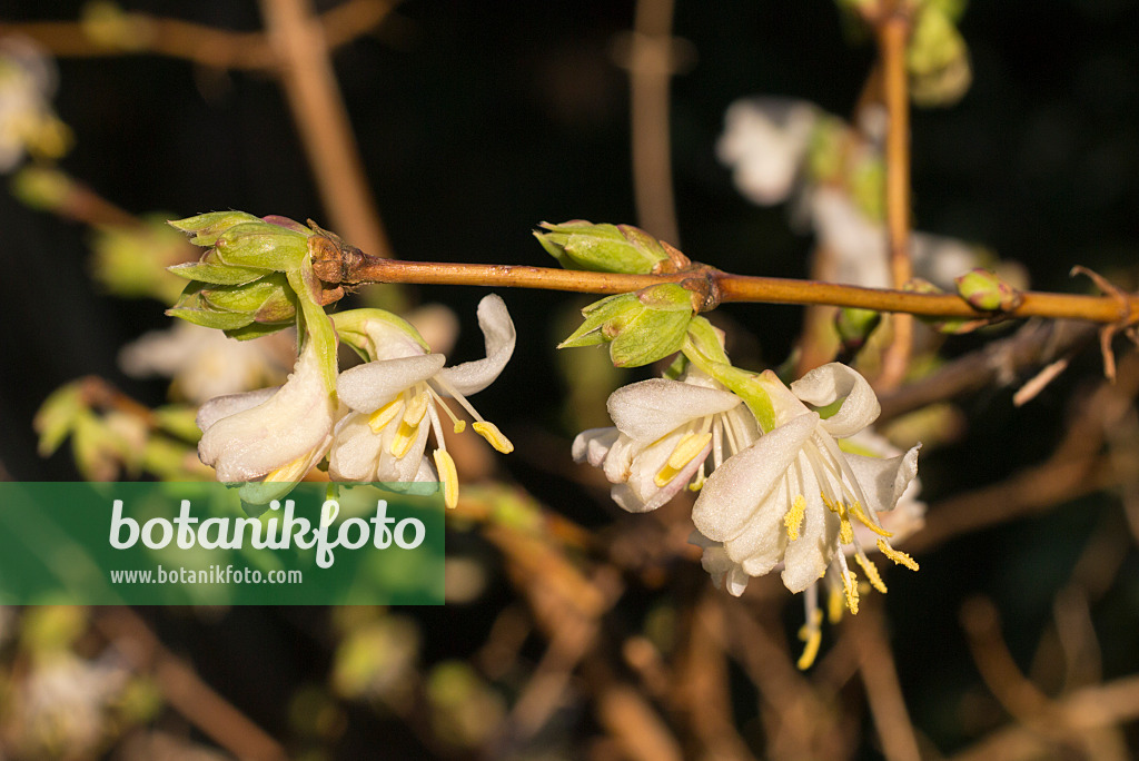 578022 - Honeysuckle (Lonicera x purpusii)