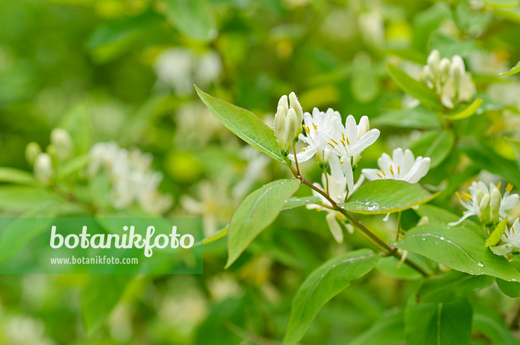 484200 - Honeysuckle (Lonicera ruprechtiana)