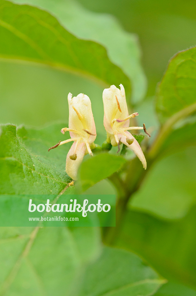 544142 - Honeysuckle (Lonicera webbiana)