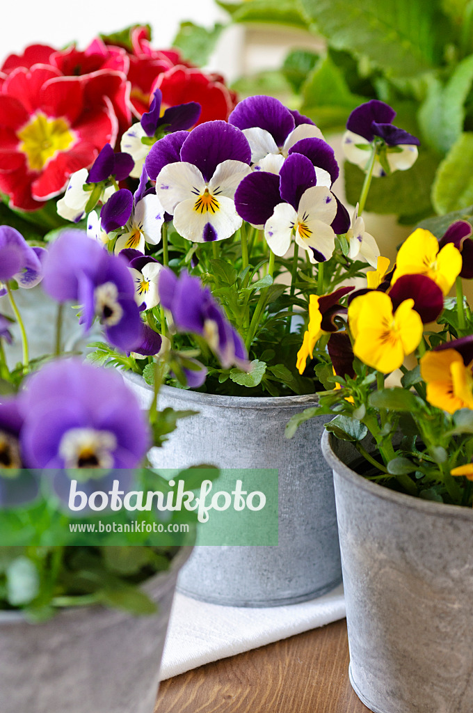 483070 - Horned pansies (Viola cornuta)