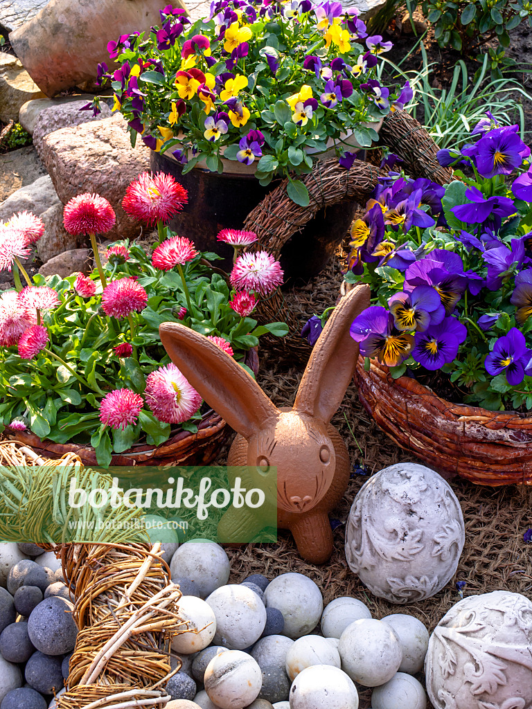 447088 - Horned pansies (Viola cornuta) and common daisy (Bellis perennis) with Easter bunny