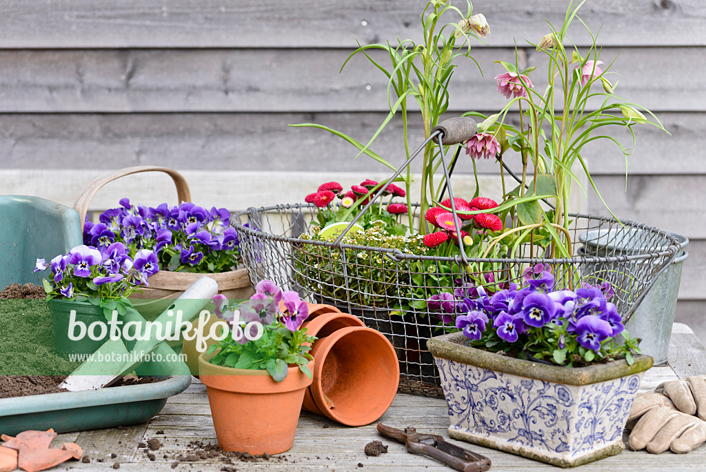 525472 - Horned pansies (Viola cornuta), common daisy (Bellis perennis), snake's head (Fritillaria meleagris) and lenten rose (Helleborus orientalis)