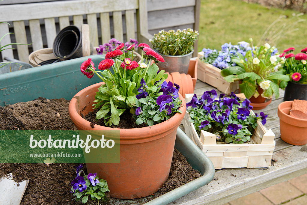 525474 - Horned pansies (Viola cornuta) and common daisy (Bellis perennis) in a clay pot