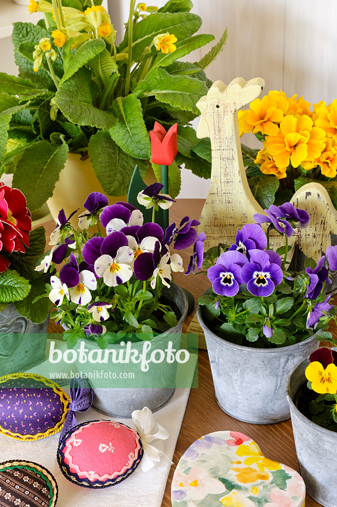 483068 - Horned pansies (Viola cornuta) and comon primroses (Primula vulgaris syn. Primula acaulis)