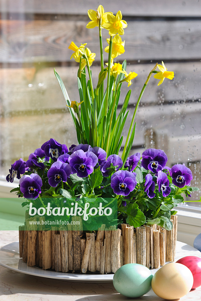 488156 - Horned pansies (Viola cornuta) and daffodils (Narcissus)