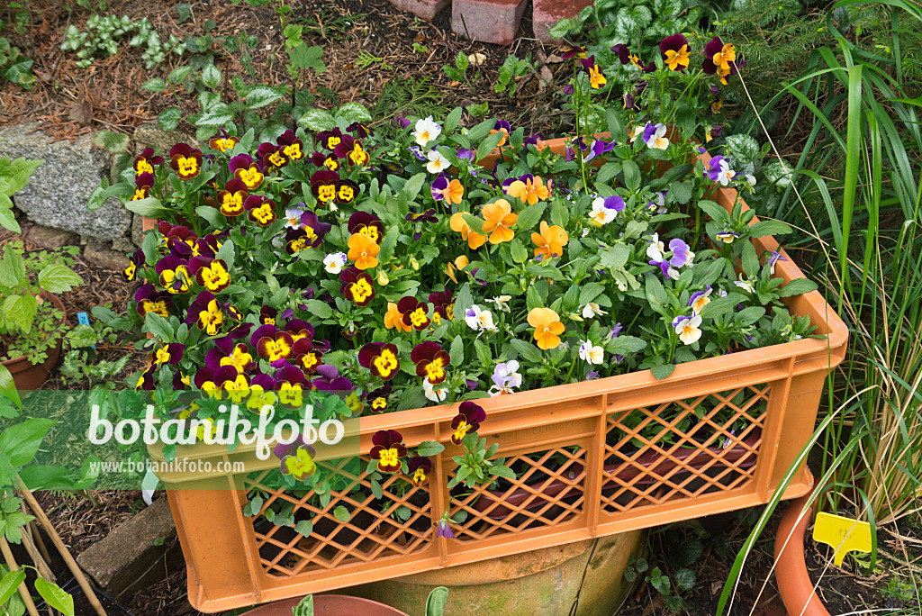 544145 - Horned pansies (Viola cornuta) in a box