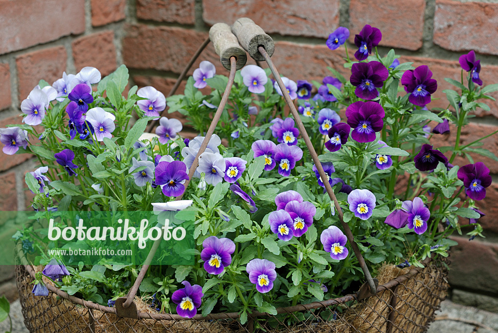 472171 - Horned pansies (Viola cornuta) in a wire basket