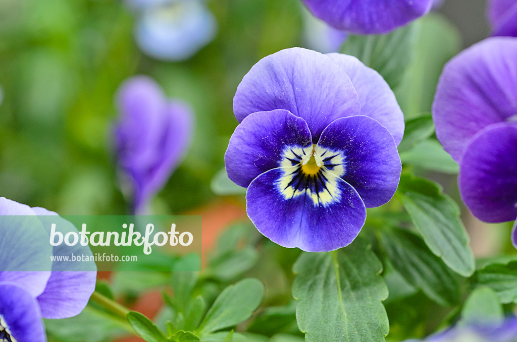 495120 - Horned pansy (Viola cornuta)