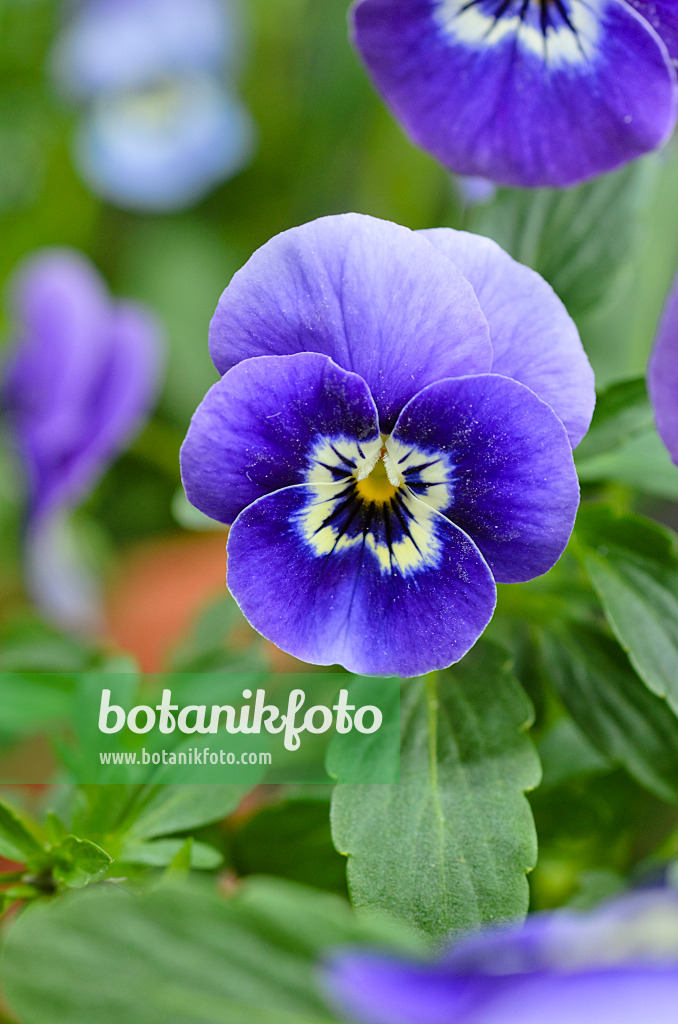 495121 - Horned pansy (Viola cornuta)