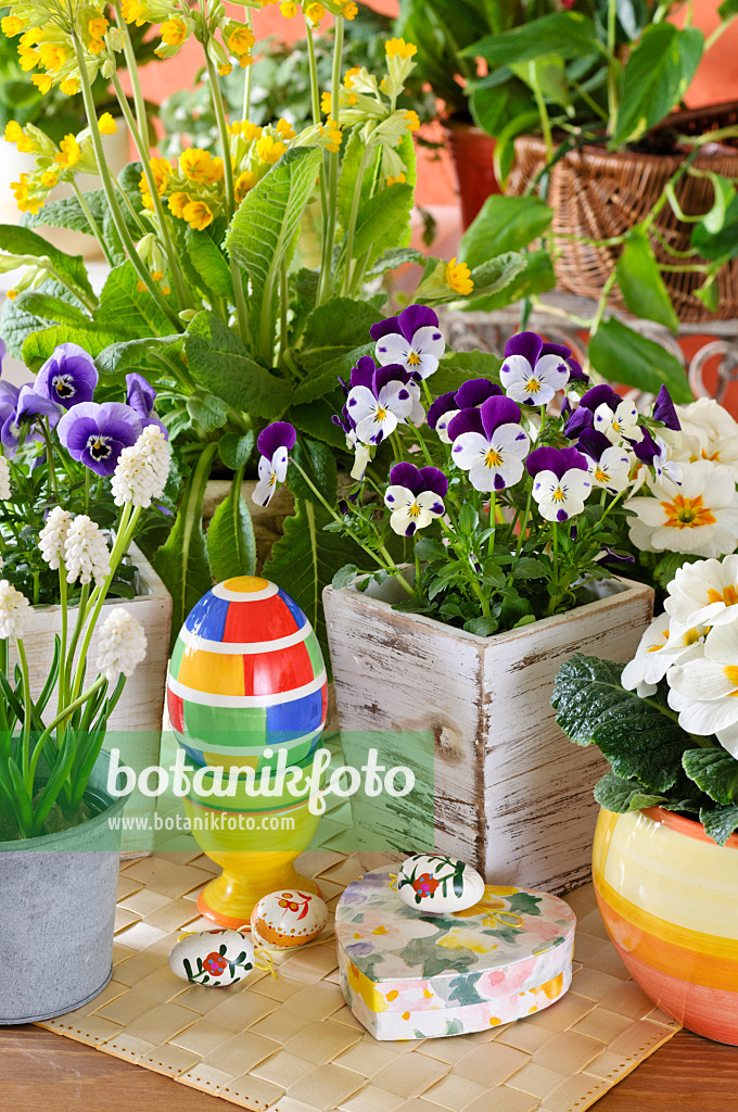 483134 - Horned pansy (Viola cornuta), Armenian grape hyacinth (Muscari armeniacum 'White Magic') and comon primrose (Primula vulgaris syn. Primula acaulis) with Easter decoration