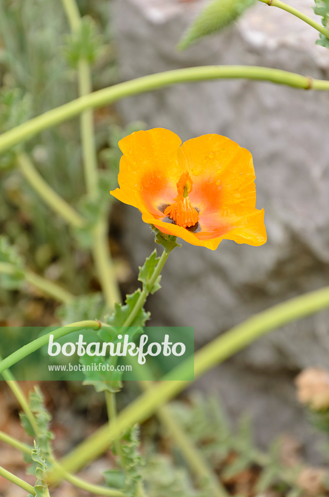 508237 - Horned poppy (Glaucium acutidentatum)