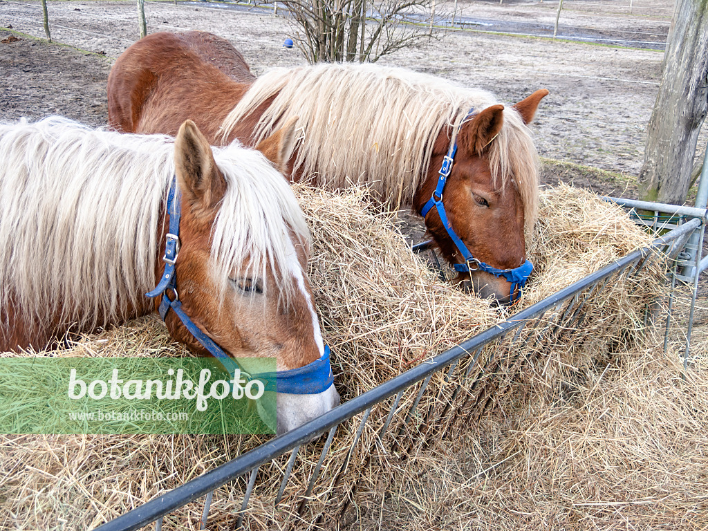 517061 - Horses eating hay