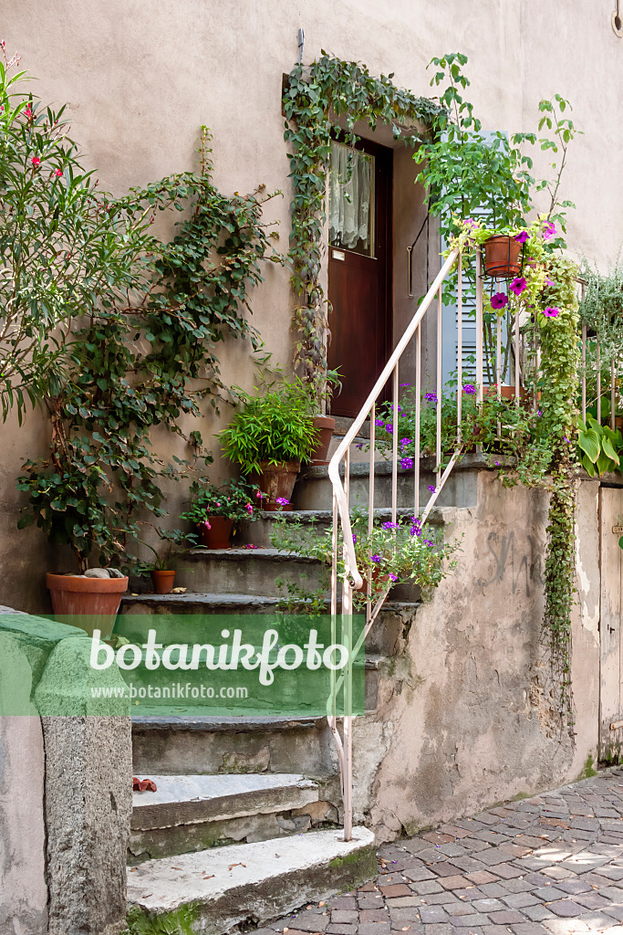 453110 - House entrance with potted plants