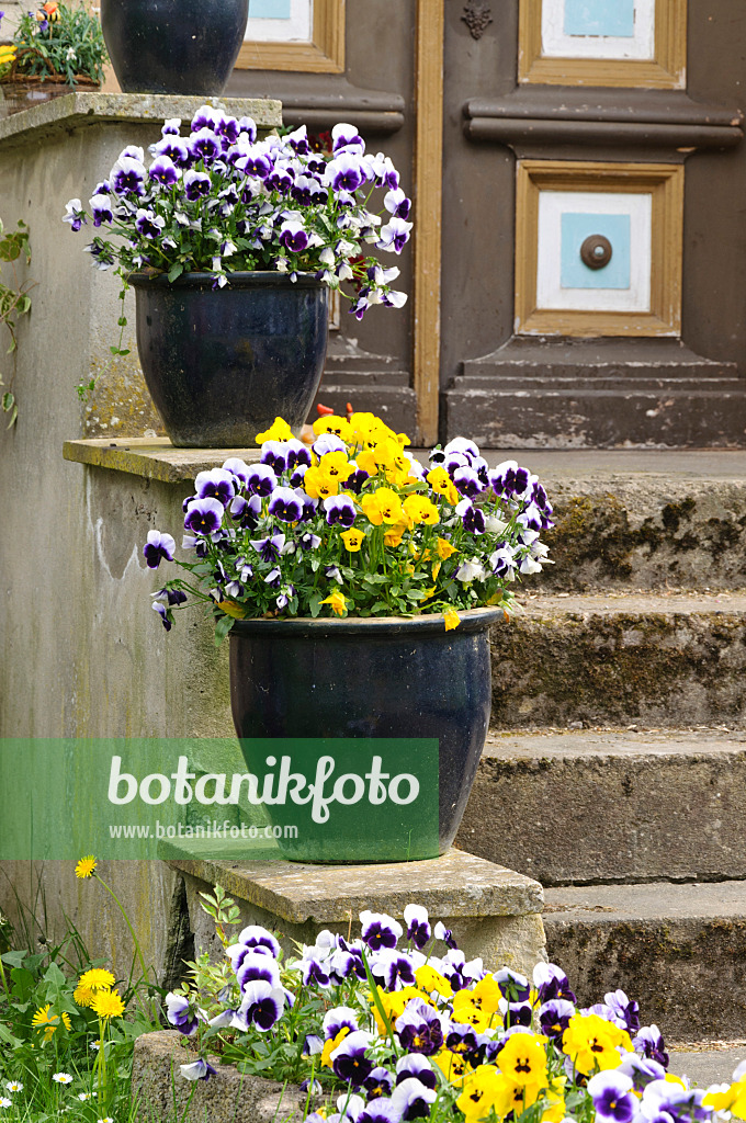 471275 - House entrance with violets in tubs