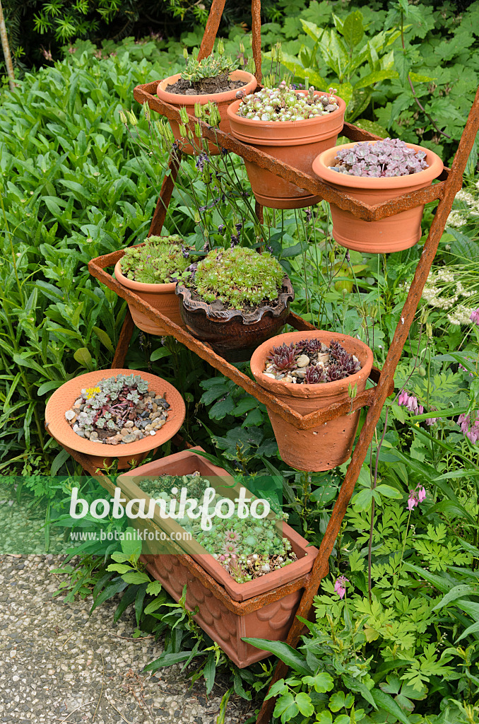 521085 - Houseleek (Sempervivum) in flower pots on a rusty etagere