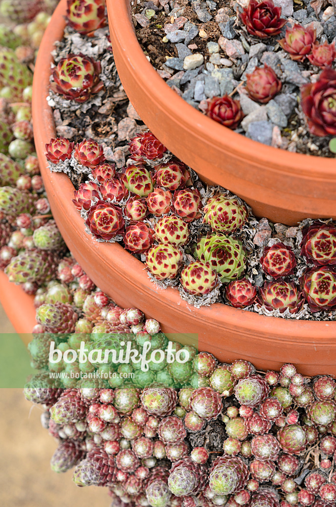 533343 - Houseleek (Sempervivum) in stacked flower pots