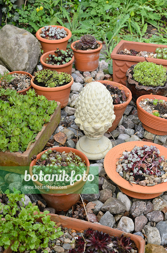 520164 - Houseleeks (Sempervivum) in flower bowls