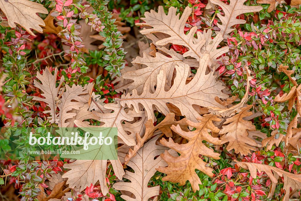 575302 - Hungarian oak (Quercus frainetto)