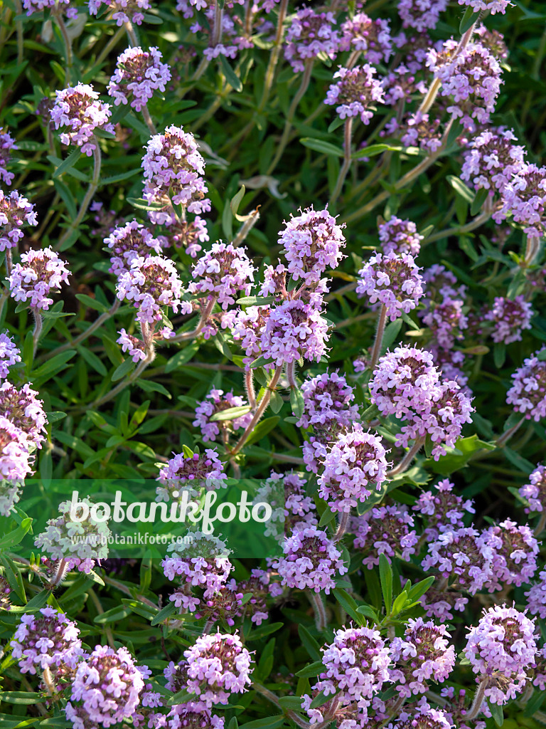 438219 - Hungarian thyme (Thymus pannonicus)