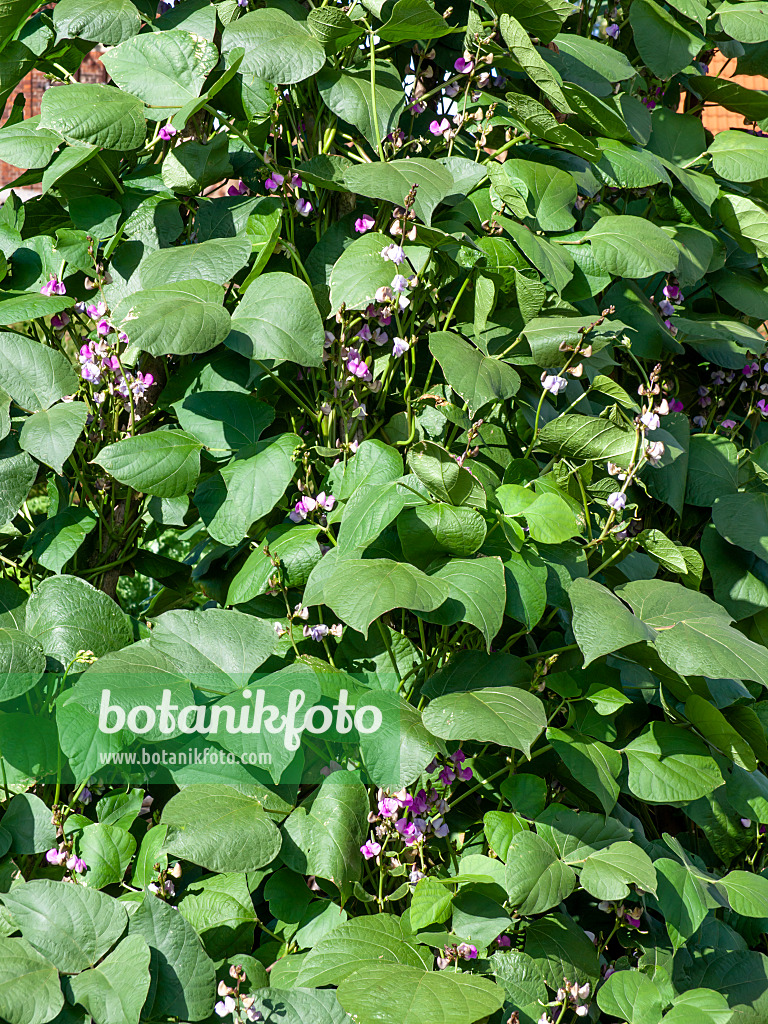 463121 - Hyacinth bean (Lablab purpureus syn. Dolichos lablab)