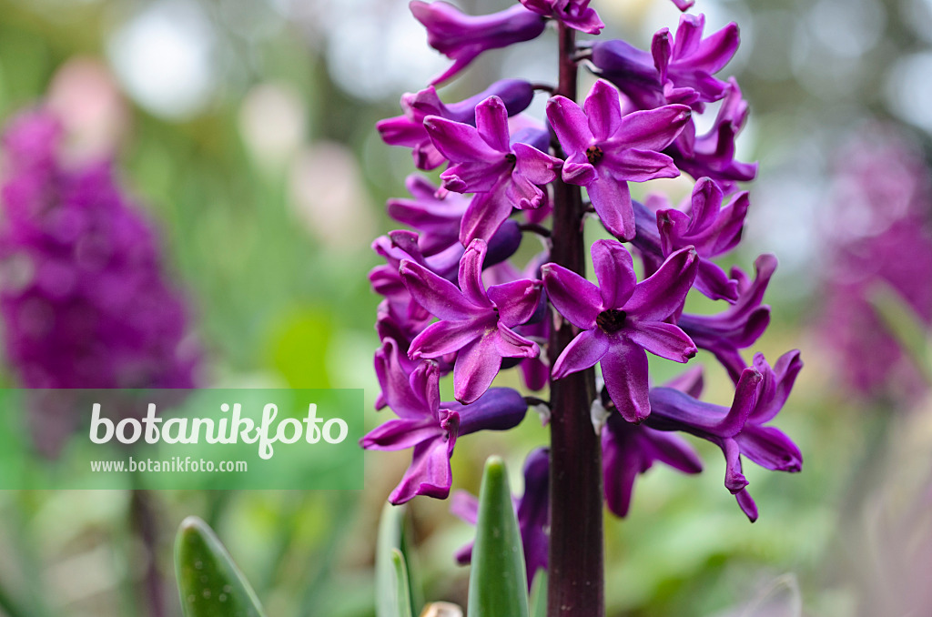 495177 - Hyacinth (Hyacinthus)