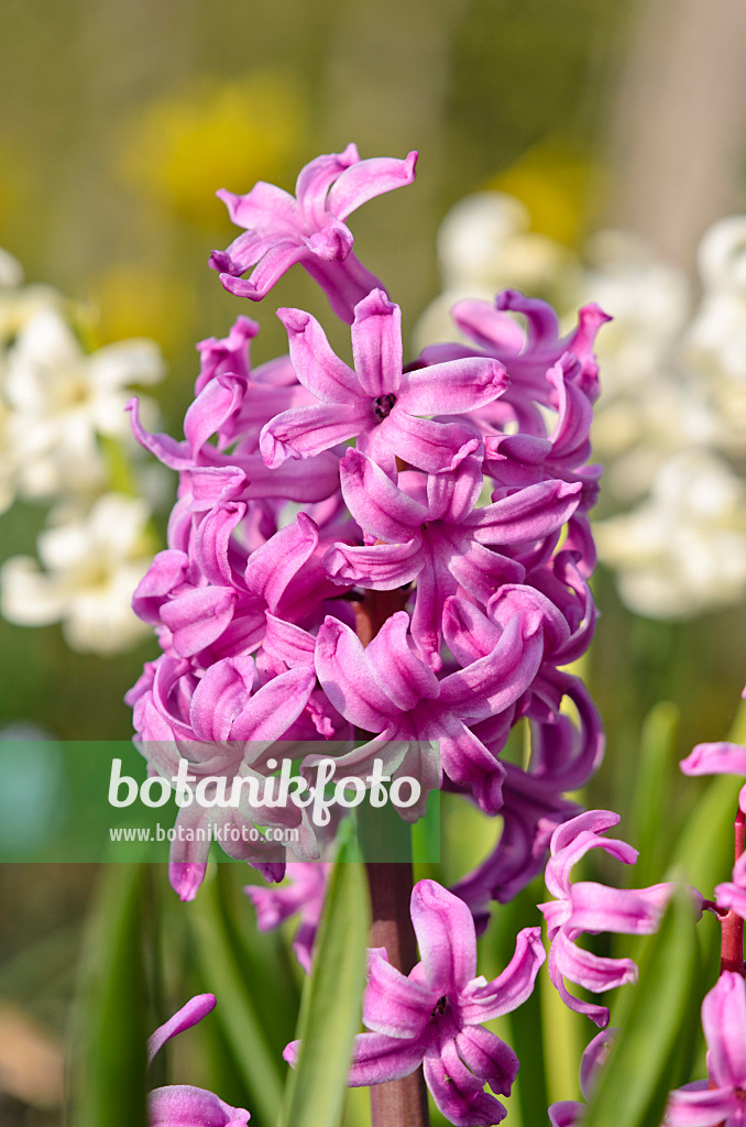 519165 - Hyacinth (Hyacinthus)