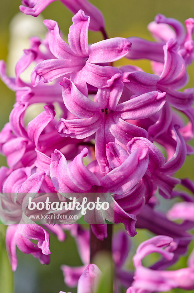 519166 - Hyacinth (Hyacinthus)