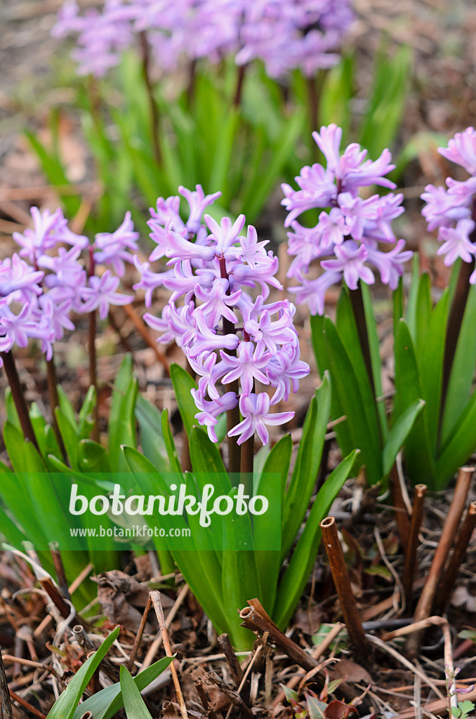 531014 - Hyacinth (Hyacinthus)