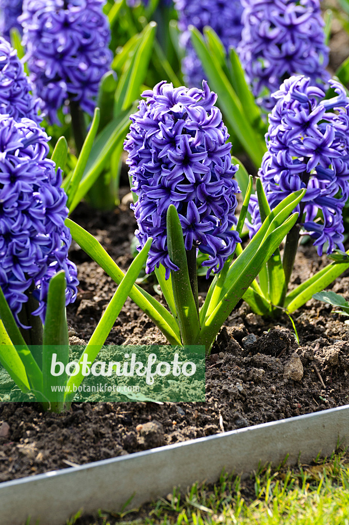 483220 - Hyacinths (Hyacinthus)