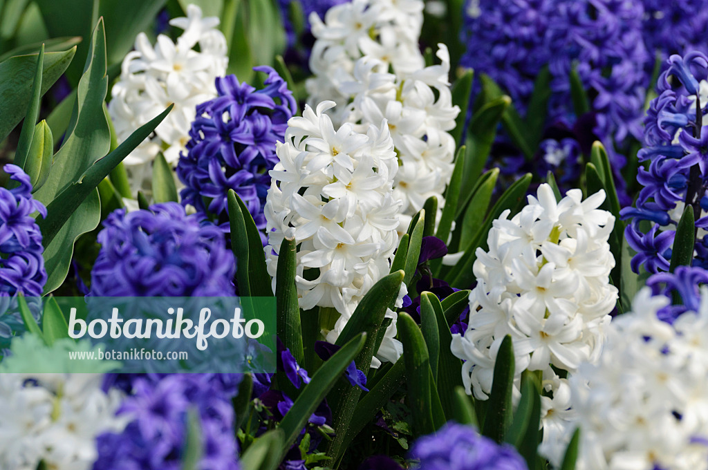 483224 - Hyacinths (Hyacinthus)