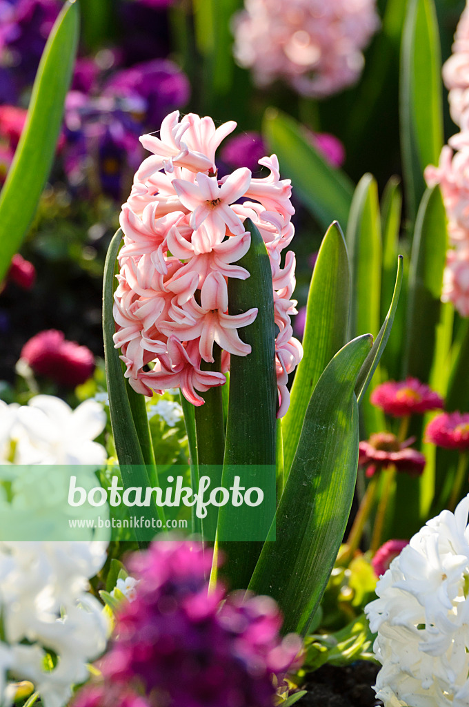 483250 - Hyacinths (Hyacinthus)