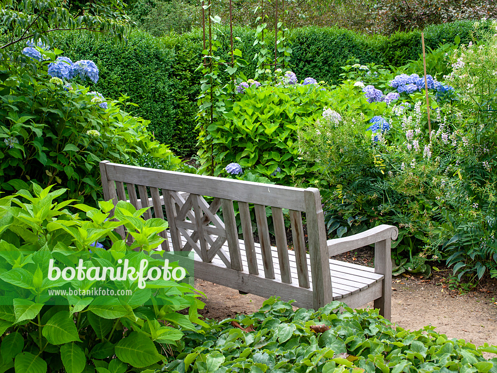 462157 - Hydrangea garden