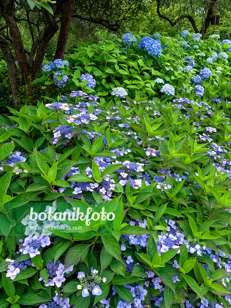 462158 - Hydrangea garden