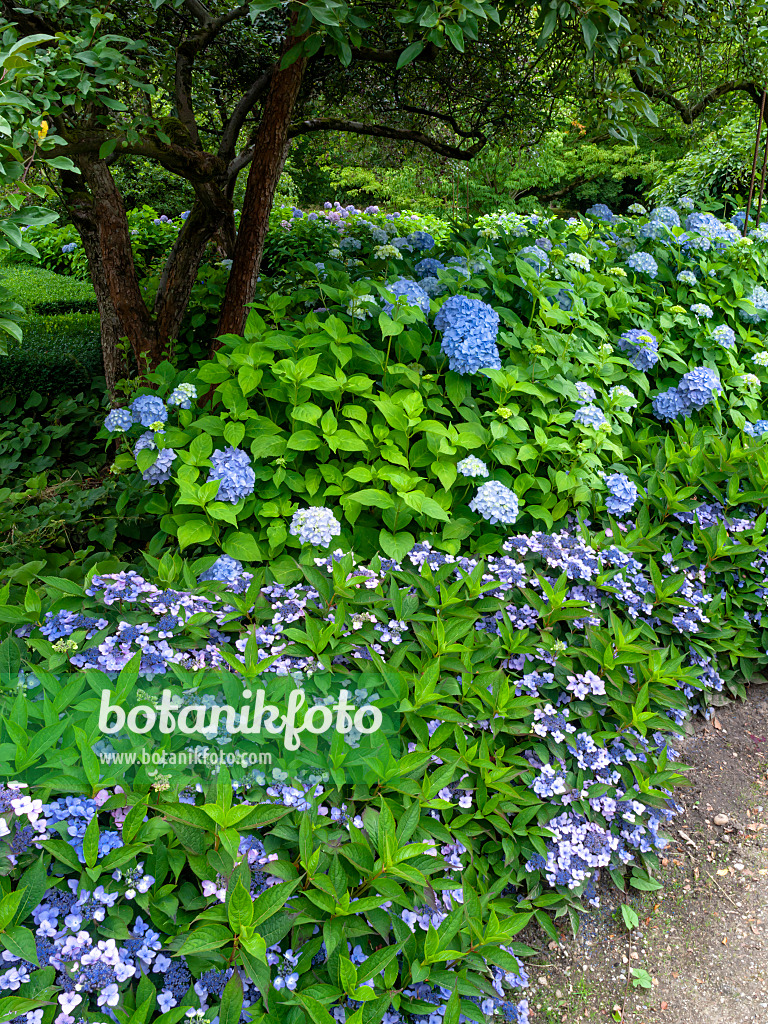 462159 - Hydrangea garden