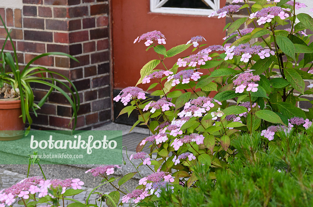 534082 - Hydrangea (Hydrangea) in front of a house entrance