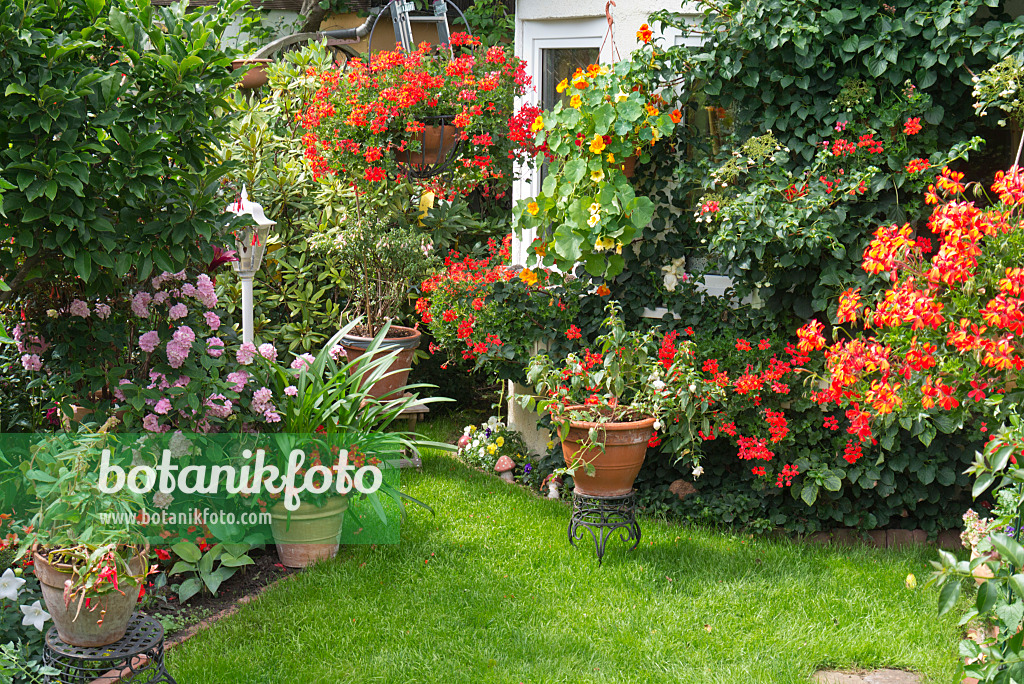 546067 - Hydrangeas (Hydrangea), begonias (Begonia), pelargoniums (Pelargonium) and nasturtiums (Tropaeolum)