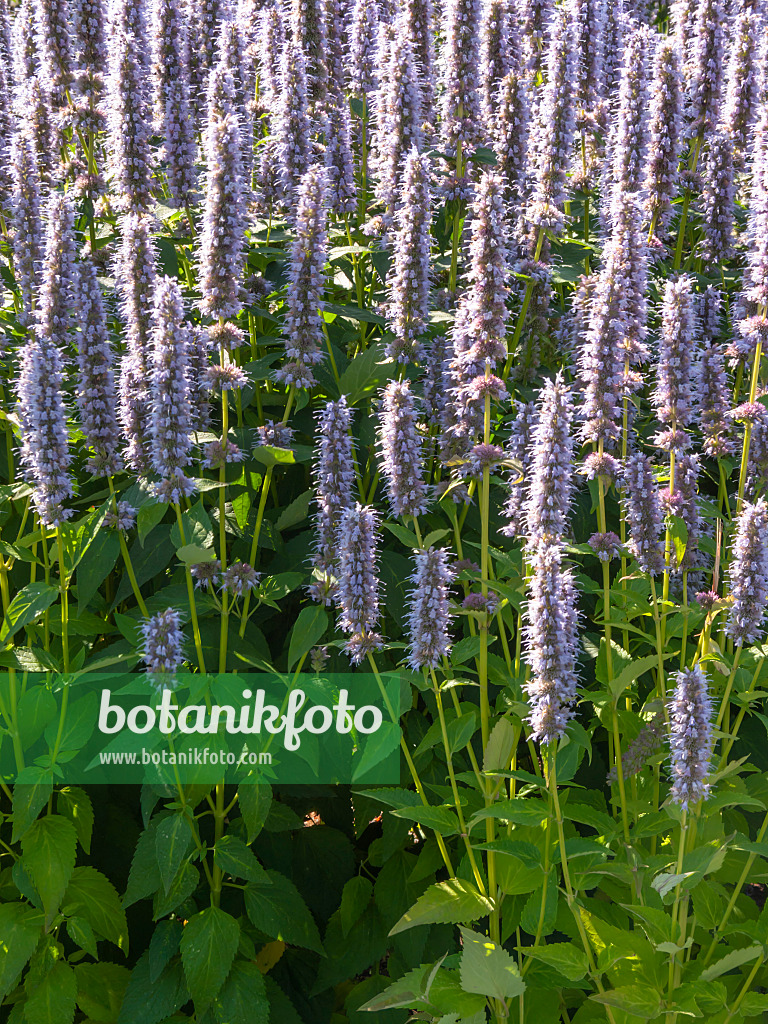 416043 - Hyssop (Agastache)