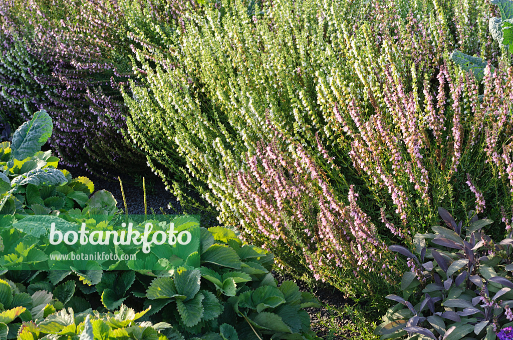 487100 - Hyssop (Hyssopus officinalis 'Rosea'), garden strawberry (Fragaria x ananassa) and sage (Salvia)