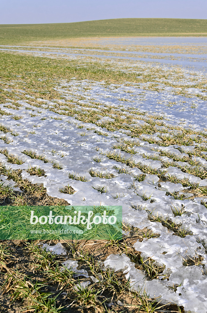 578002 - Ice on a field with winter cereals