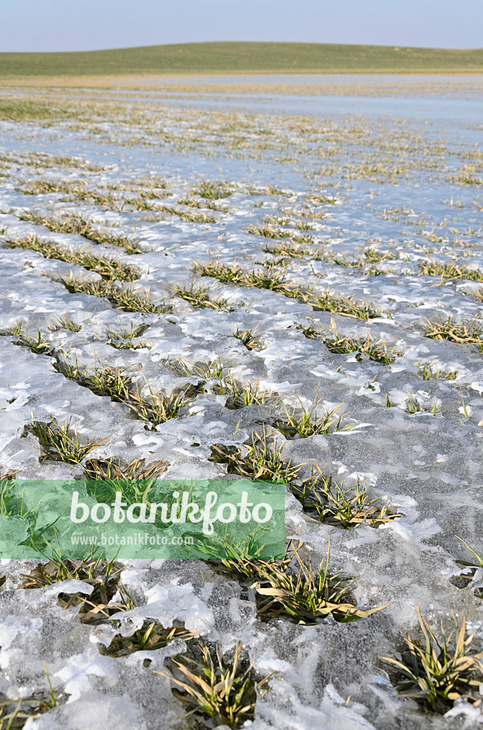 578003 - Ice on a field with winter cereals