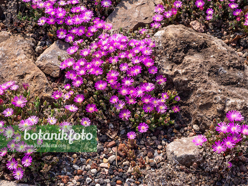 461028 - Ice plant (Delosperma aberdeenense)