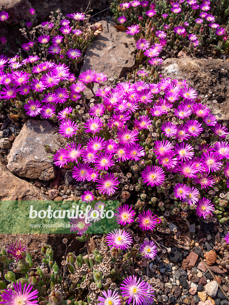 461029 - Ice plant (Delosperma aberdeenense)