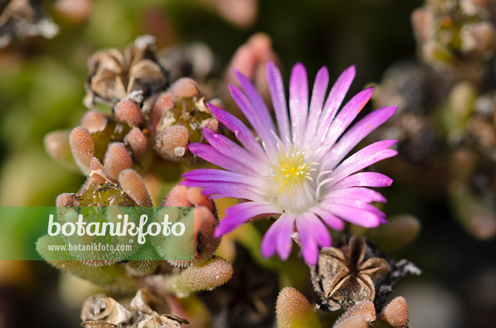 524163 - Ice plant (Delosperma aberdeenense)